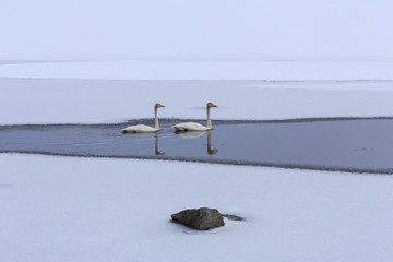 wild swans in Norway
