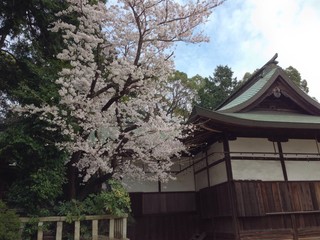 桜のある風景