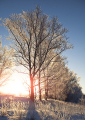 Fototapeta premium Tree in winter morning