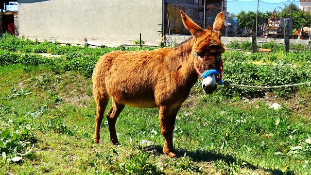 Brown donkey in a village (4K)