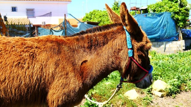 Brown donkey in a village (4K)