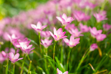Obraz na płótnie Canvas Pink Zephyranthes Lily