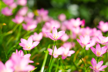 Zephyranthes Lily