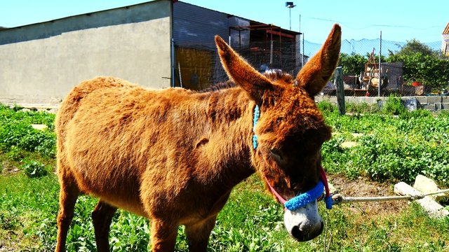 Brown donkey in a village (4K)