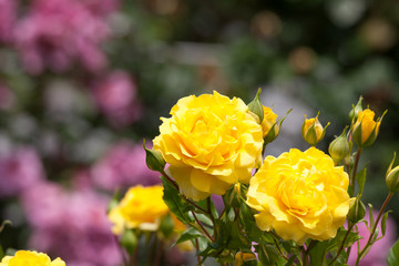 バラ　ゴールデン・フラッシュ