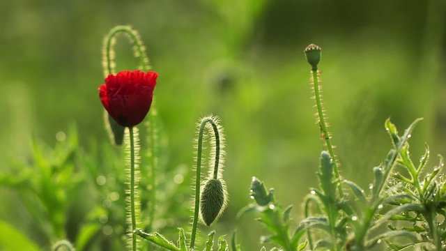 Poppy flower, one day time lapse