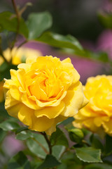 バラ　ゴールデン・フラッシュ