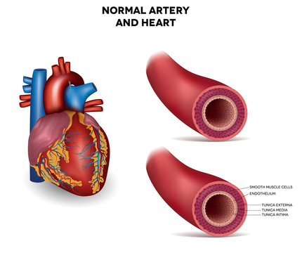 Healthy human elastic artery, detailed illustration