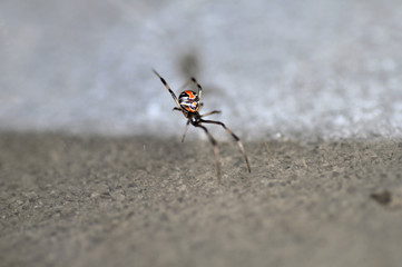 Red Back Spider
