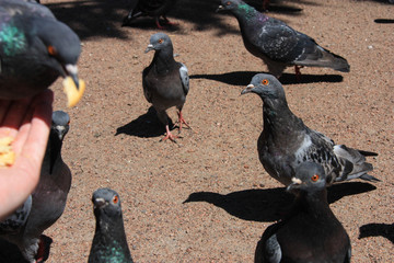 Girl walks with pigeon in St. Peterburg's park