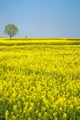 Wall murals Yellow spring landscape of rape in full bloom