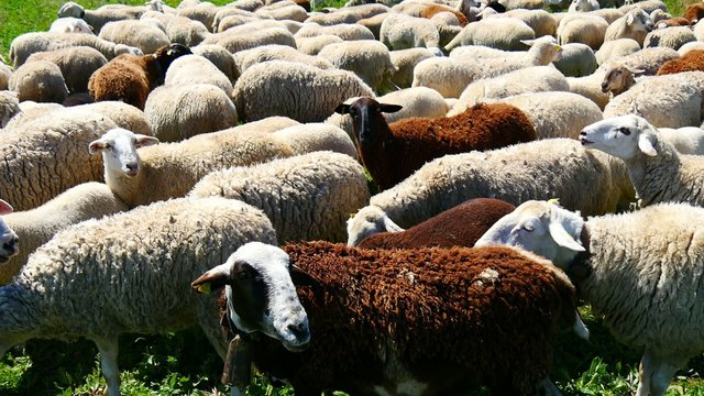 Ovejas: Flock of sheep in the field (4K)