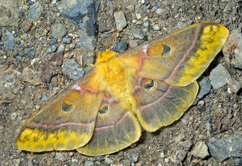 Butterfly (Saturnidae) on ground 2