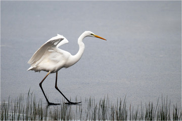 grande aigrette