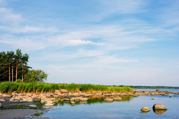 Thicket reeds on seashore