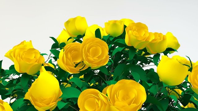 Róże żółte animacja 3d