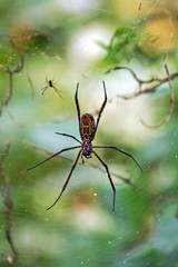 araignée