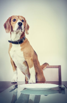 Beagle dog waiting for a dinner
