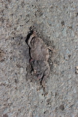 Erdkröte, von einem Pkw auf der Straße überfahren