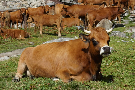 vache