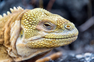 Land Iguana Closeup