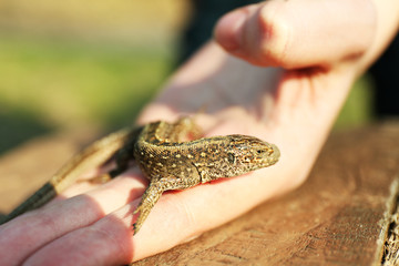 Lizard in female hand, closeup