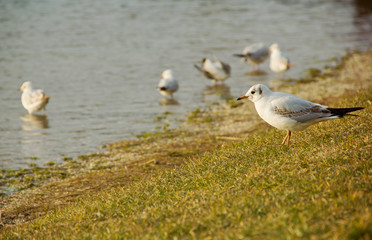 Seagulls on Seashore