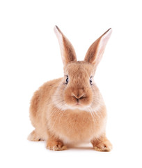 Little rabbit isolated on white