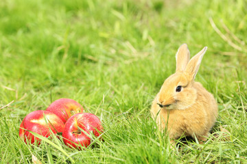 Little rabbit with apple in grass close-up