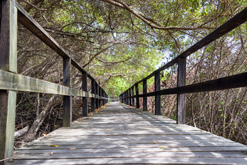 Fototapeta premium Boardwalk in a Forest