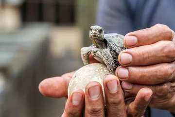 Foto op Canvas Baby Galapagos-schildpad © jkraft5