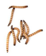beetle larvae