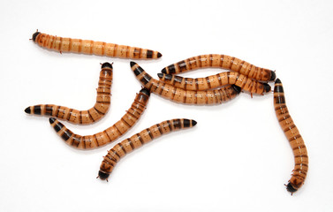 Naklejka premium beetle larvae
