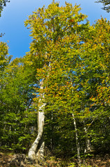 Fototapeta premium Beech forest in early autumn at Homolje mountains