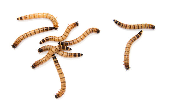 beetle larvae