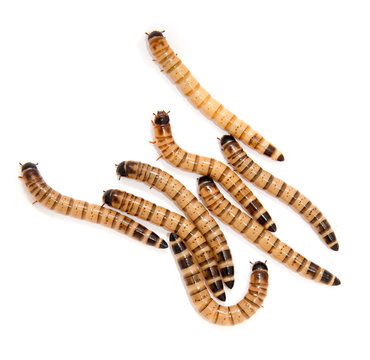 beetle larvae