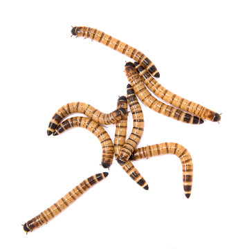 beetle larvae