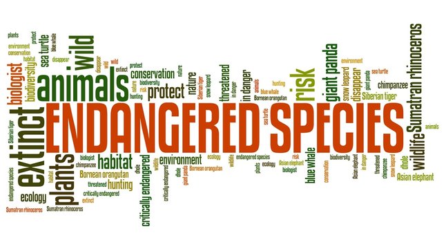 Endangered Species Concepts