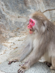 monkey with a red face shouting