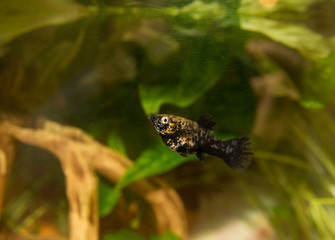 aquarium