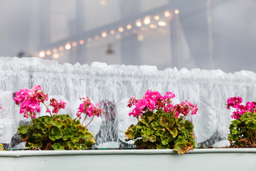 geranium on the window