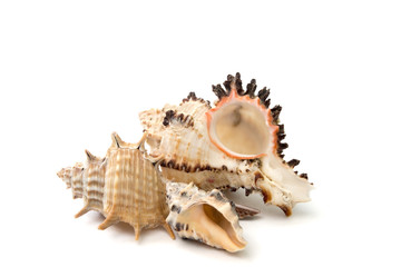 seashells isolated over white
