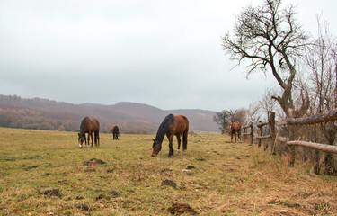 Horses Grazing on Pastures