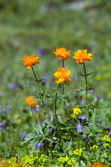 Fototapeta premium orange globe-flower