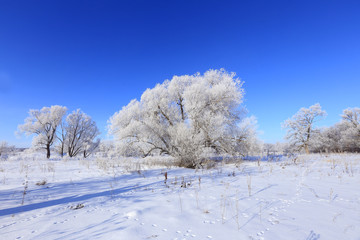 winter landscape