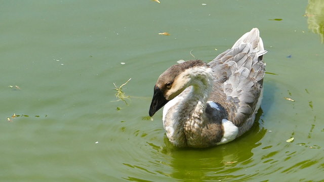 Goose was swiming on pond, slow motion.
