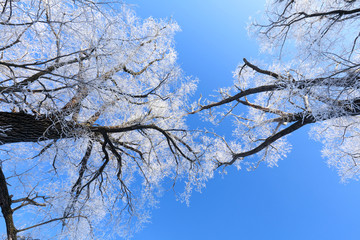 branch in hoarfrost