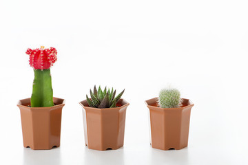 サボテン　ミニサボテン　多肉植物