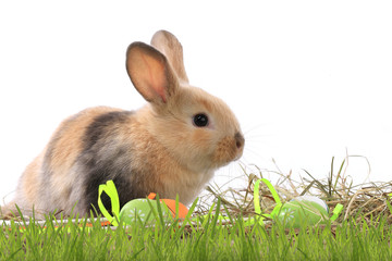 bunny rabbit
