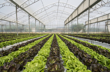 Lettuce crops in greenhouse